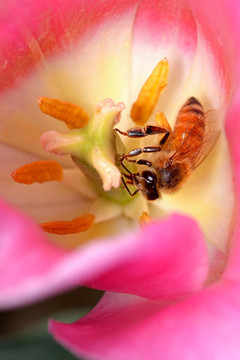 蜜蜂 粉色郁金香 圣诞快乐