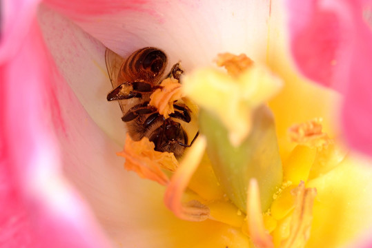 蜜蜂 东方蜜蜂 粉色郁金香