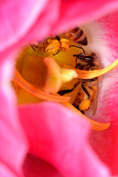 蜜蜂和粉色郁金香