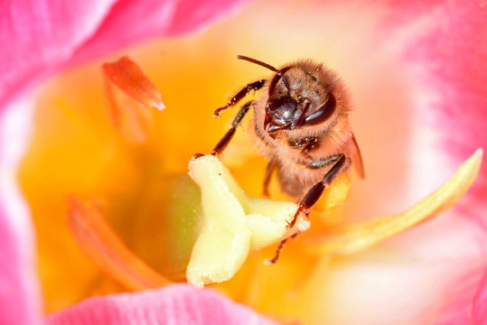 蜜蜂和粉色郁金香
