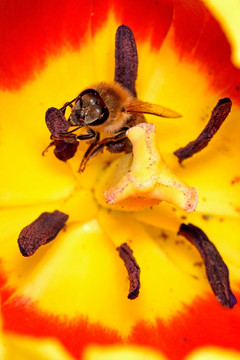蜜蜂 红色郁金香 花蕊花心