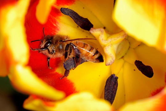 蜜蜂 红色郁金香 蜜蜂采蜜