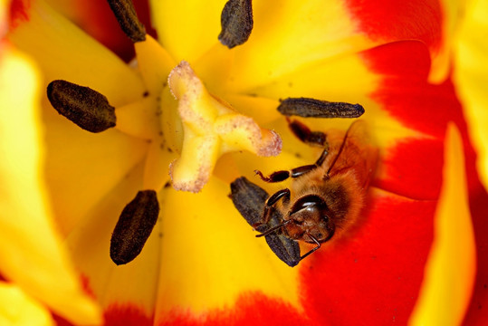蜜蜂 东方蜜蜂 红色郁金香