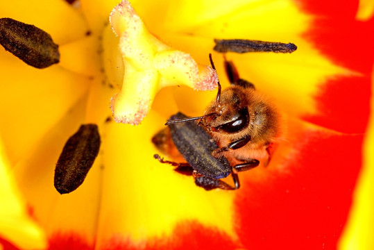 蜜蜂 采蜜 橙红色郁金香