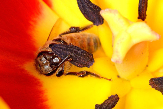 蜜蜂和黄色郁金香花蕊