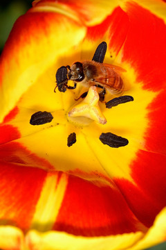 蜜蜂 东方蜜蜂 红色郁金香
