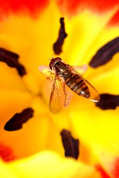 黑带食蚜蝇 黄色郁金香花蕊