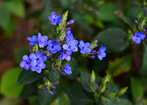 可爱花