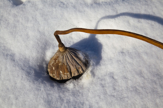 雪地残荷