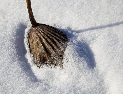 雪地残荷