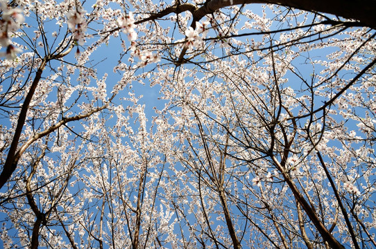 桃林春色满花开