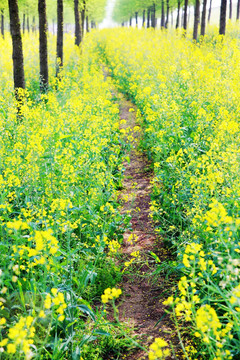 美丽乡村油菜花