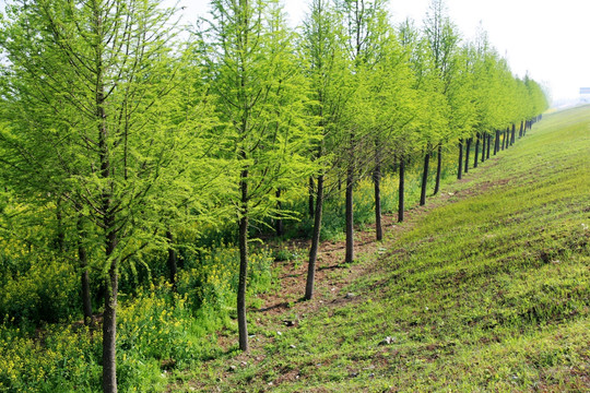 初春绿色树林