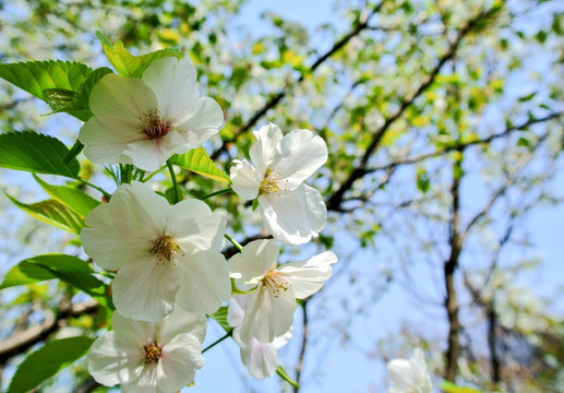 樱花素材