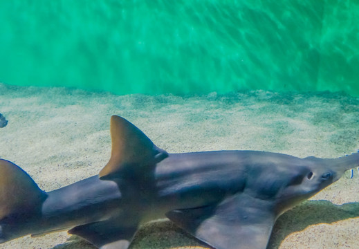 大锯鳐 海洋水族馆