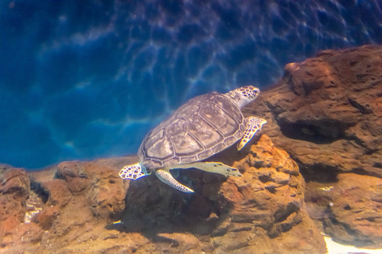 海底世界深海 鱼群水族 海龟