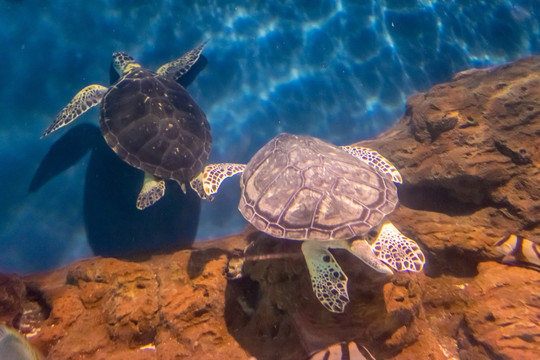 海底世界深海 鱼群水族 海龟