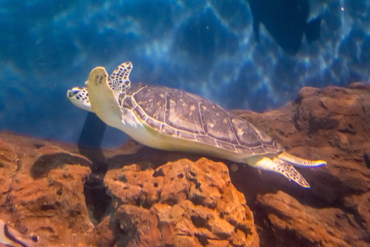 海底世界深海 鱼群水族 海龟