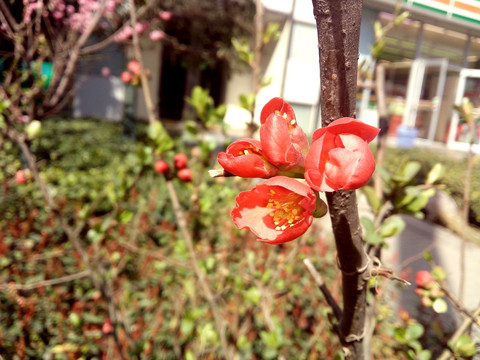 虎刺梅 花朵绽放