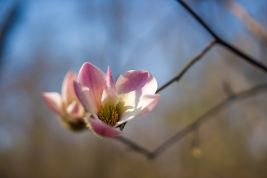 玉兰花