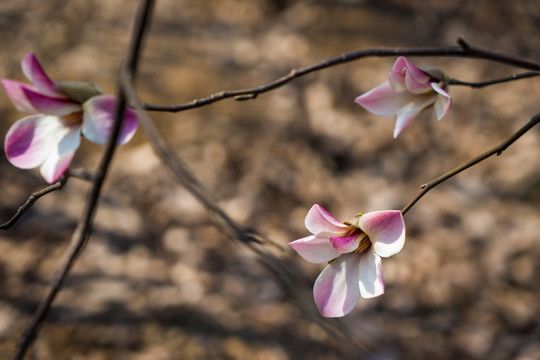 玉兰花