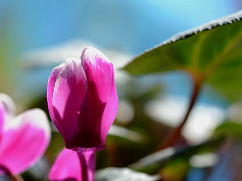 花卉 兔子花