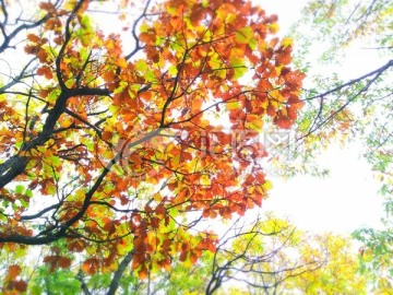 五彩的树叶