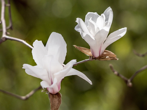 白玉兰花