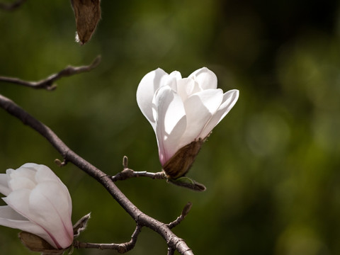 白玉兰花