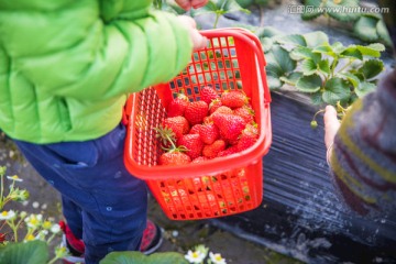 摘草莓 草莓园