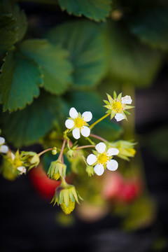 草莓花