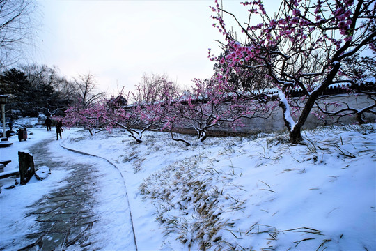 大观园 雪景