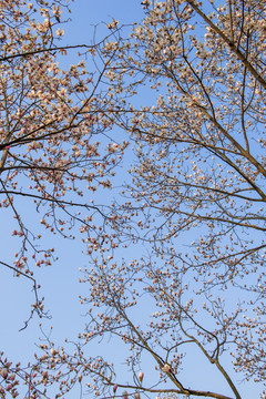 花卉 天空 玉兰花