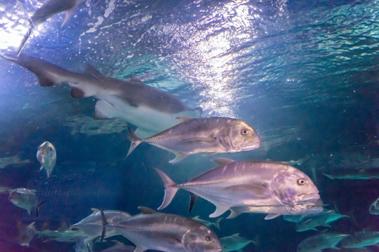 海底世界 鱼群 海洋水族馆