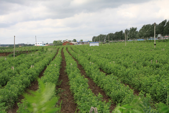 树莓基地