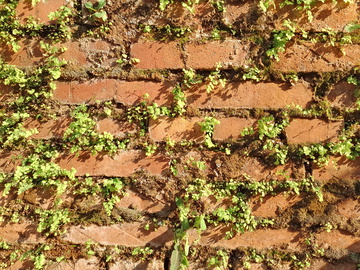 长绿色植物的砖墙