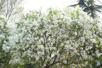 白色丁香花