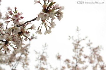 樱花枝