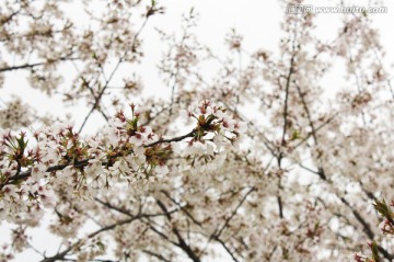 樱花枝