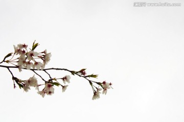 樱花枝