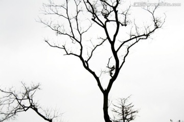 枯树