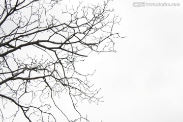 枯树枝