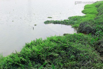 青青河边草