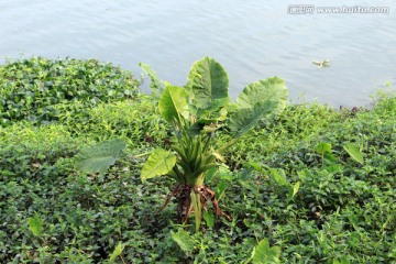 青草