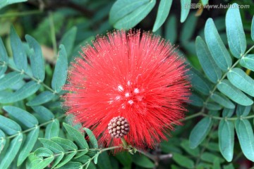 绒球花