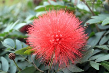 绒球花