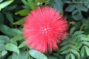 树花