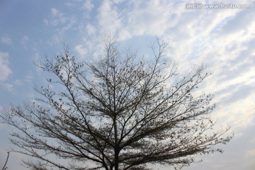 春树风光
