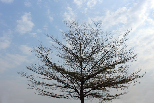 一树风光