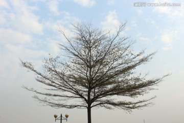 一树风光